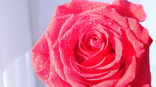 Red rose water droplets macro 49 - a door in the background free wallpaper