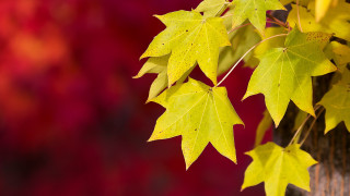 Tree yellow leaves red background - a blurry background of leaves free wallpaper