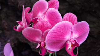 Pink flower rock plant macro - naturalism free wallpaper
