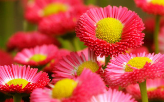 Pink flowers yellow centers red - red flower free wallpaper