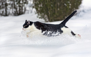 Black white cat running snow 3 - cat free wallpaper