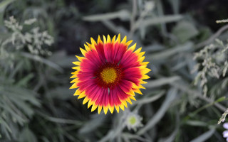 Flower sunflower green leaves blurry - f 8 aperture free wallpaper