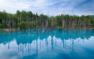 Blue lake forest sky clouds - tree and a forest in the background free wallpaper