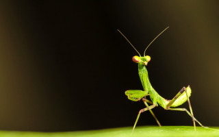 Green insect leaf black background - a leaf free wallpaper