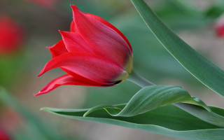 Red flower green leaves blurry 4 - red flower free wallpaper