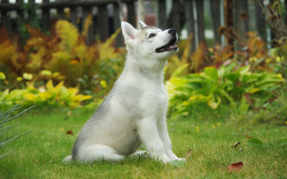White dog green field fence - a lush green field of grass free wallpaper