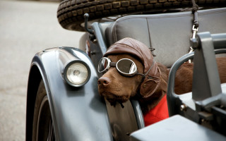 Dog hat goggles car sidecar - dieselpunk free wallpaper