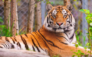 Tiger grass fence trees blurry - a tiger free wallpaper