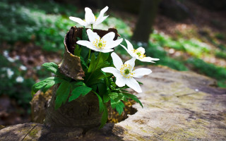 Vase white flowers woodland ecological - a vase free wallpaper