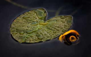Leaf water drops yellow flower - a leaf free wallpaper