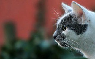 Black white cat red wall - carlos catasse free wallpaper for desktop