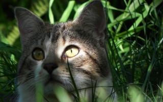 Curious yellow eyed cat in - sharp focus free wallpaper