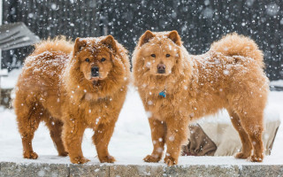 Dogs snow aurora reindeer starry - two dog free wallpaper
