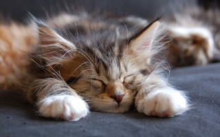 Sleeping cat couch adorable blurry - its paw free wallpaper
