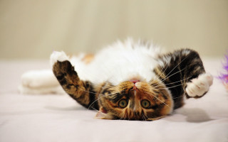Cat back bed paws ground - the bed free wallpaper
