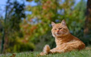 Sad cat in grass bokeh - a sad look free wallpaper