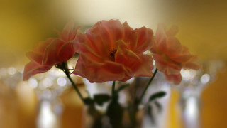 Vase flowers shallowbokeh blurry background - shallow free wallpaper for desktop