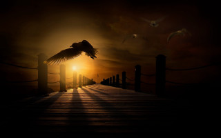Bird pier sunset flying birds - the sun setting behind free wallpaper