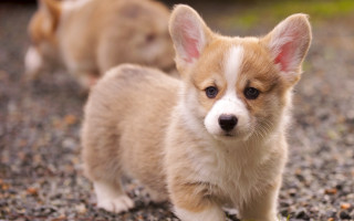 Shiba inu dogs gravel field - field next free wallpaper