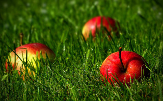 Three apples grass autumn nature - depth of field free wallpaper