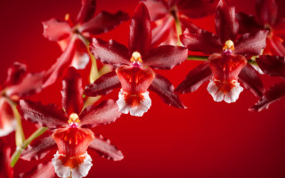 Red flowers white centers blurry - a red background behind them free wallpaper