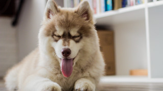Dog tongue out sitting blurry - his eye free wallpaper