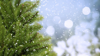 Pine snow falling forest moonlight - the top of it free wallpaper