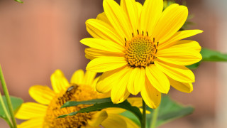 Yellow flower bee macro summer - a bee free wallpaper