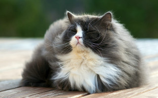Cat wooden table laying eyes - a wooden table free wallpaper