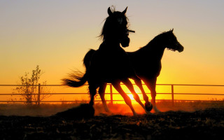 Horses running sunset silhouette orange - the sun behind them free wallpaper
