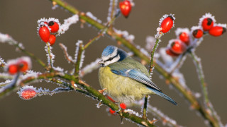 Blue bird berries frosted christmas - a blue bird free wallpaper