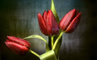 Vase three red flowers water - three red flower free wallpaper