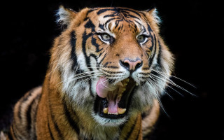 Tiger open mouth teeth wildlife - its mouth wide open free wallpaper