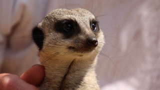 Small animal serious look hand - a small animal free wallpaper