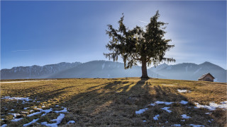 Lone tree grassy hill mountains 3 - a lone tree free wallpaper