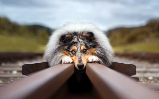 Dog leaning on rail art - photography free wallpaper