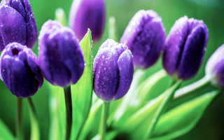 Purple flower water droplets garden - green leaf and a blurry background free wallpaper