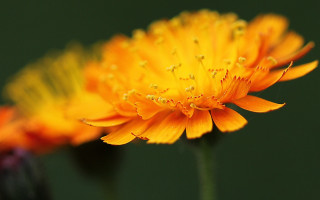 Yellow flower water droplets black 2 - petal free wallpaper