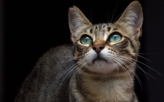 Cat green eyes black background - carlos catasse free wallpaper for desktop