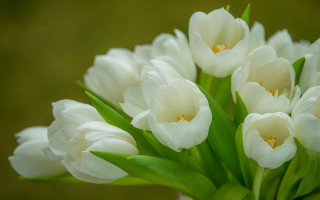 White flower vase green background - a green wall free wallpaper