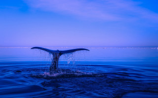 Whale tail dusk blue sky - a whale tail flup free wallpaper