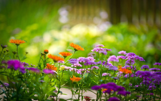 Purple orange flower garden forest - impressionist free wallpaper