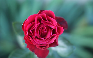 Red rose garden macro blurry - the background and a blurry background free wallpaper