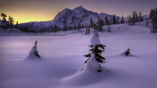 Snowy mountain pine tree pink - a pink sky free wallpaper