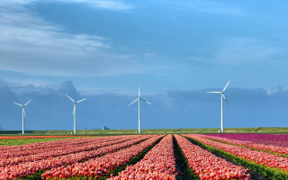 Tulips windmills blue sky clouds - a flemish baroque free wallpaper