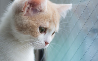 Cat window honeycomb fence silk - ascii art free wallpaper