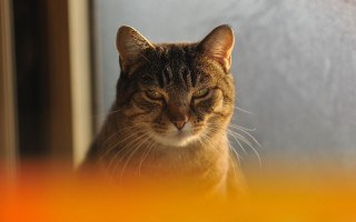 Cat tilted eyes angry focus - angry free wallpaper