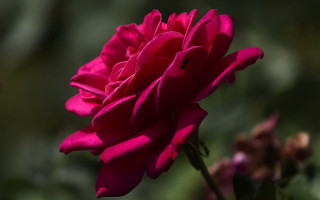 Pink flower green background blurry 10 - a pink flower free wallpaper