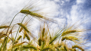 Wheat field sky clouds festival - heavy grain free wallpaper