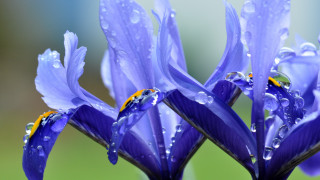 Blue flower water droplets macro 5 - dionisiu free wallpaper